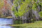 Shoreline of Blue Cypress Lake in early spring with red maple blossoms and Spanish moss, Florida Art Print